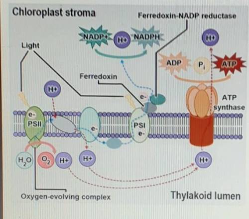 Photosynthesis converts light energy to chemical energy. Which molecules are the end product of thi