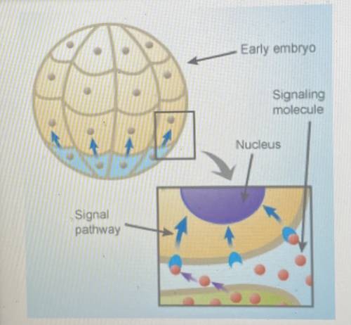 HELP PLEASE ASAP!!! THANKS 11. Below is a diagram illustrating how cells at the bottom of the early