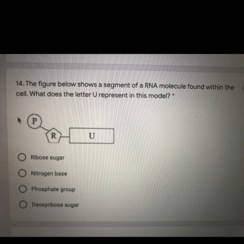 What does the letter U represent?

Ribose sugar
Nitrogen base
Phosphate group
Deoxyribose sugar