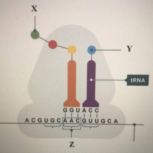 Identify the group of letters boxed and labeled as Z in the diagram

Codon
mRNA
Anticodon
DNA