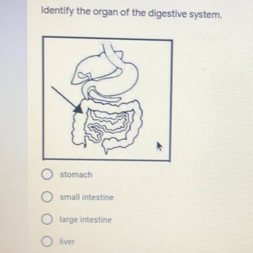Identify the organ of the digestive system.

A)stomach
B)small intestine
C)large intestine
D)liver