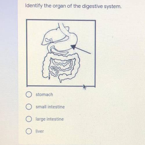 Identify the organ of the digestive system.

A)stomach
B)small intestine
C)large intestine
D)liver