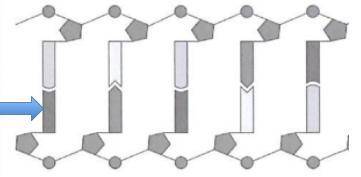 Each nucleotide is composed of three parts. The picture to the right shows a strand of DNA nucleoti