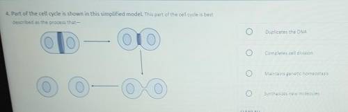 4. Part of the cell cycle is shown in this simplified model. This part of the cell cycle is best de