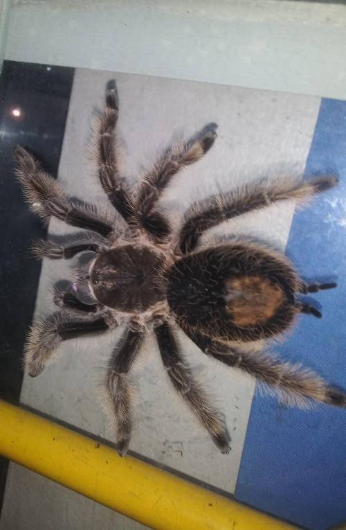 ✨ ¨free points and pictures of my tarantulas ✨