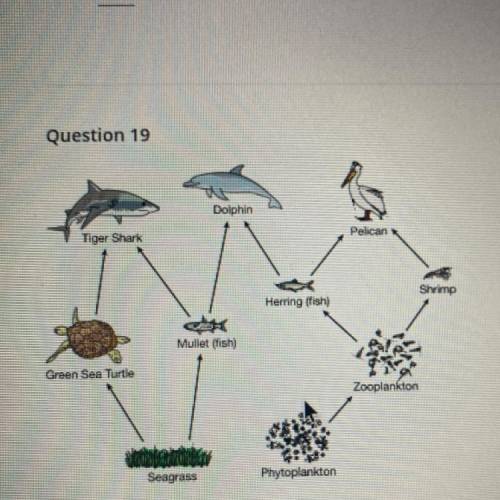 The food web shows selected organisms in a coastal ecosystem in Florida. Which of the following cor