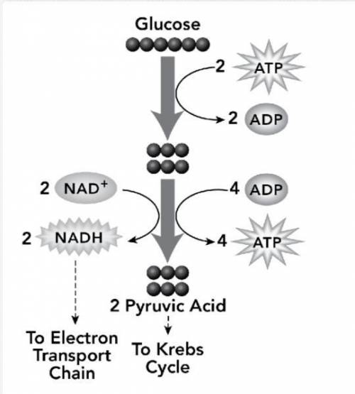 During glycolysis, what is the source of the chemical energy that is captured in ATP?

A. the chem