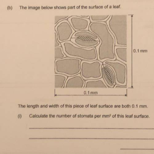 Calculate the number of stomata per mm of this leaf surface.