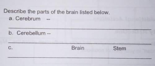 Help help help help help help help DESCRIBE THE PARTS OF THE BRAIN LISTED BELOW.