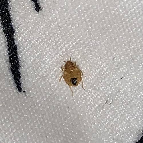 Is this a bed bug plz help
