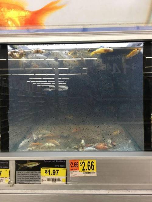 just took this pic Walmart should stop selling fish look at this :( they dead they should have lest