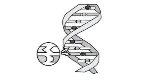 A diagram of the DNA double helix is provided. The DNA components highlighted in the diagram can be