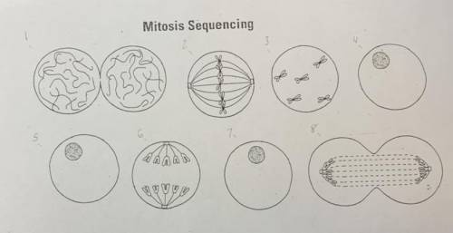 What phase of mitosis goes with each picture?

Cytokinesis, Telophase, Anaphase, Metaphase, Propha