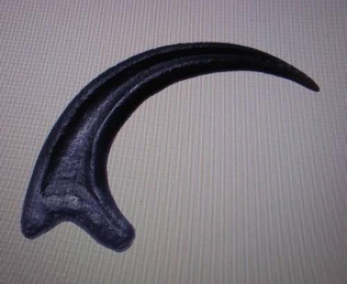 A velocirapor claw is an example of which type of fossil?

(The image comes with this question)A)