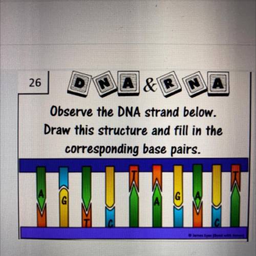 “Observe the DNA strand below. Draw this structure and fill in the corresponding base pairs. Rememb