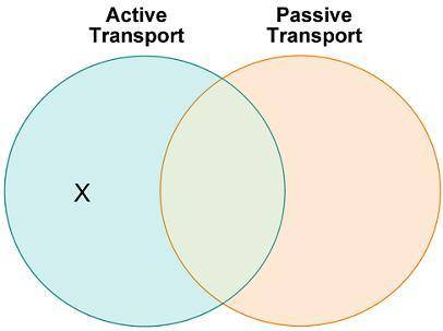 Ahmed makes a Venn diagram to compare active transport and passive transport across the cell membra
