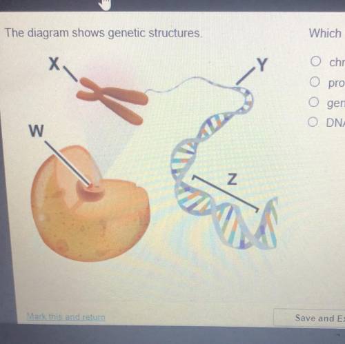 The diagram shows genetic structures.

Which label best represents the area marked Y?
O chromosome