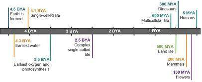 Study the timeline.

Which statement indicates what the fossil record suggests about evolution on