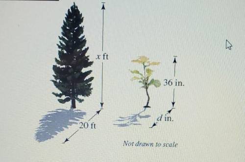 To determine the height of a pine tree, you measure the shadow cast by the tree and find it to be 2