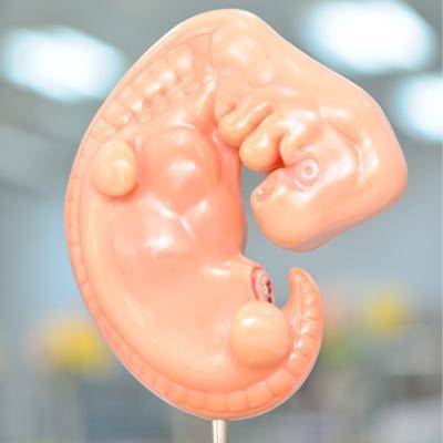This model shows a human embryo. What can you determine about its development from the model?

It