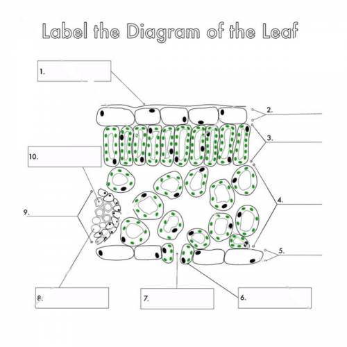 LABEL THE DIAGRAM OF THE LEAF