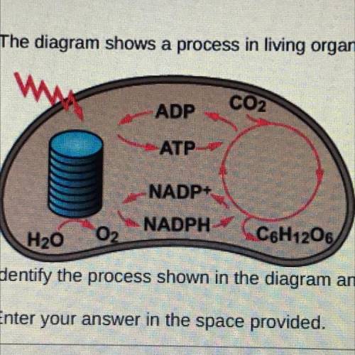 The diagram shows a process in living organisms

Identify the process shown in the diagram and exp