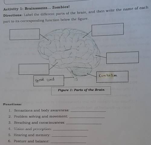 Activity 1: Brainssszzz... Zombies!

Directions: Label the different parts of the brain, and then