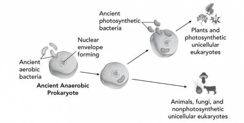 The diagram shows a model of the evolution of the eukaryotic cell.

According to this model, how d