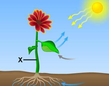 The diagram illustrates photosynthesis.

Which best describes what is happening in the area marked