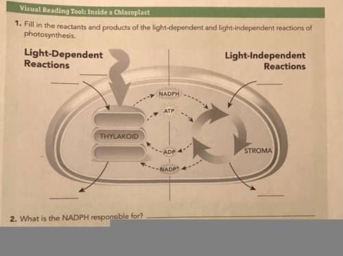 Visual Reading Tool: Inside a Chloroplast

1. Fill in the reactants and products of the light-depe