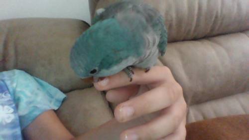 Why is my bird obsessed with biting and destroying my fingernails