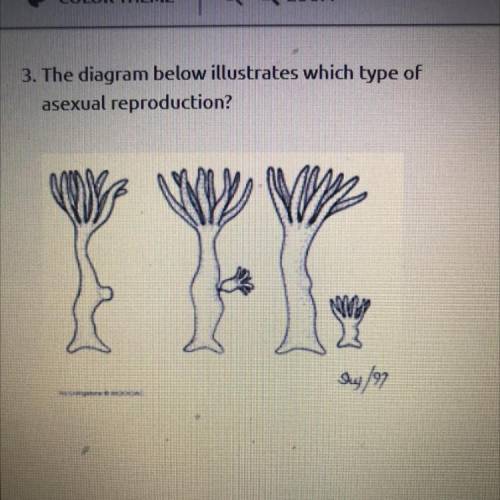 3. The diagram below illustrates which type of
asexual reproduction?