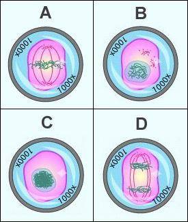 Place the four images from the cell cycle in the correct chronological order.

A, D, B, C
C, D, B,