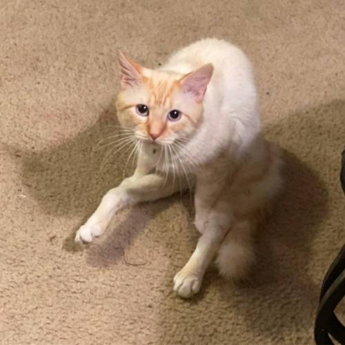 Free points :: is my casper the disabled cat cute?