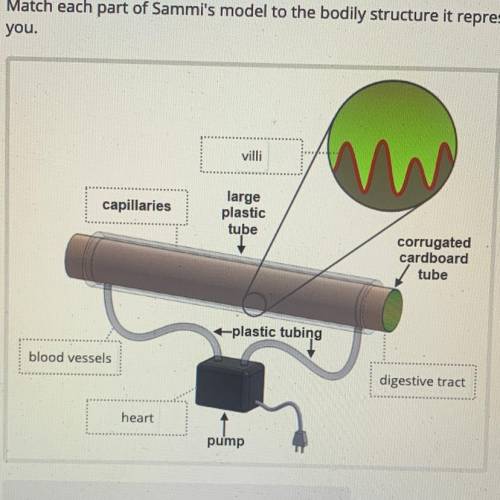 Use Sammi's model as an example to explain why cells are the building blocks for human bodies.