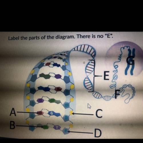 Label the parts of the diagram there is no “E”

 
1.5-carbon sugar 
2.adenine 
3.chromosome 
4.cyto