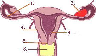 Identify structure number 4.
ovary
uterus
fallopian tube
cervix
