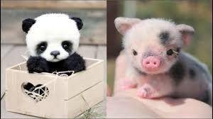 WHICH ANIMAL IS CUTER?????