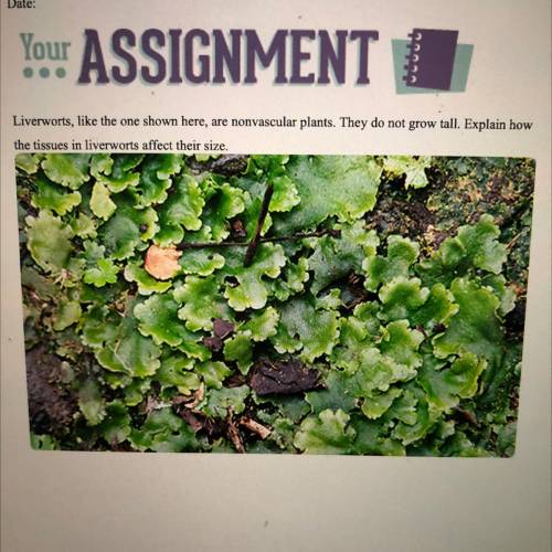 Liverworts, like the one shown here, are nonvascular plants. They do not grow tall. Explain how

t
