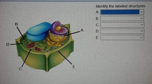Active Identifying Structures in the Cell Identify the labeled structures. A,B,C,D,E