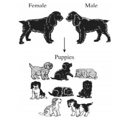 The picture below shows two dogs and their puppies. The parent dogs are each heterozygous for two t