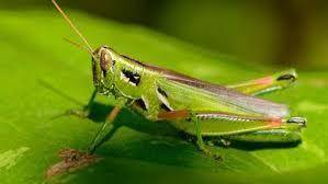 I need picture of ant and grasshopper ​