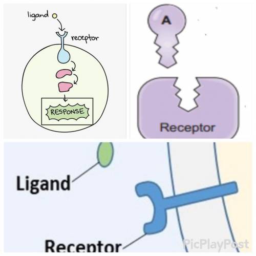 What do you notice about the ligands and their receptors in these images?