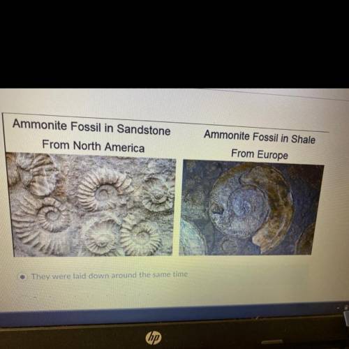 Use the evidence of these ammonite index fossils, what can we say about these two

geologic layers