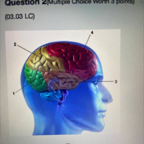 Which lobe is found in the area designated by label 3?

O Temporal
O Occipital
O Parietal
O Fronta
