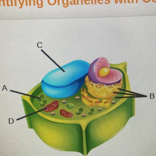 Which two structures produce energy that cells can

use?
O A and B
OB and C
O Cand D
O D and A