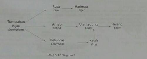 Diagram 1 shows a food web in a forest.

a)If the population of the rabbits in the forest nutritio