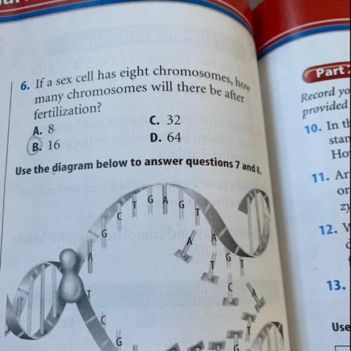 When does the process shown occur in the
cell cycle?
