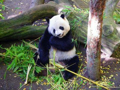 A panda eats bamboo shoots next to a fallen log.

Write a short free verse poem describing the pan