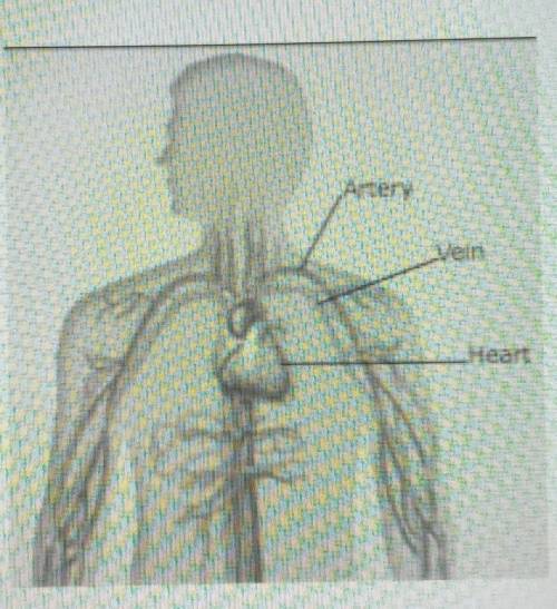 A student drew the picture of a human body system below. The student labeled some of the organs of